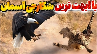 حقایقی که عقاب سرسفید رو به یه پرنده افسانه‌ای تبدیل می‌کنه ! شگفت انگیز ترین پرنده آسمان