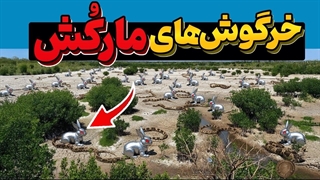 اونا برای کشتن مارهای غولپیکر صدها خرگوش رها کردن... نتیجه جهان را شوکه کرد!