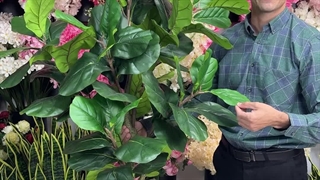 درختچه لیراتا بلند