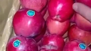 بازرگانی سیب مرگور در ارومیه