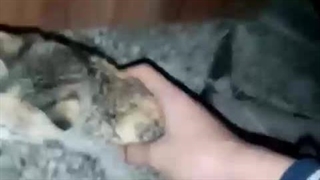 این گربه رفیقمه چی نازههههه گوگولیییییهههه