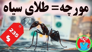 مورچه ها، طلای سیاهِ بازارهای زیرزمینی