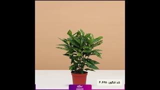 سفارش گل اوکوبا سبز