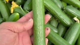 بازرگانی واردات و صادرات شهریاری در کرمان