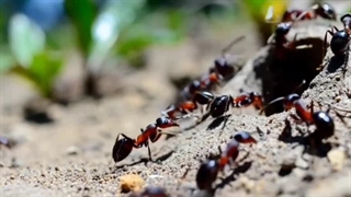 خطبه تصویری 185 نهج البلاغه حضرت علی علیه السلام (عظمت خدا در خلقت موجودات) آفرینش مورچه