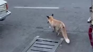 شکار موش توسط روباه در میدان هفت تیر تهران