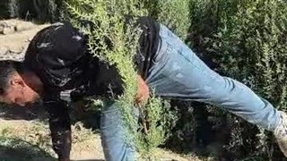 نهالستان استقلال در کوار