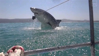 10 صحنه رویارویی با کوسه که با دوربین ثبت شده است