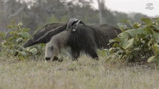 مورچه خوار غول پیکر ، کمیاب ترین جانور روی زمین