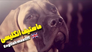 این سگه یا خرس؟