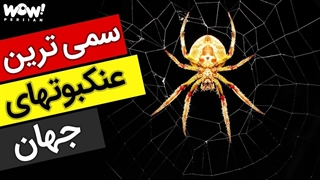5 تا از سمی ترین و خطرناک ترین عنکبوت های جهان !