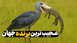 پرنده عجیب که باورت نمیشه واقعی ان