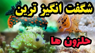 شگفتی‌های اقیانوس | عجیب‌ترین حلزون‌های دریایی که باید بشناسید