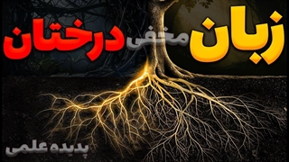 درختان چگونه باهم حرف میزنند؟ چرا میجنگند؟