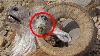 حیواناتی که اعضای بدن خودشان اون رو میکشه