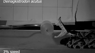 سریع‌تر از چشم انسان؛ لحظه نیش زدن مار سمی ثبت شد