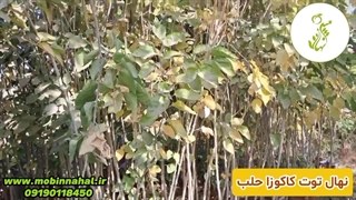 نهال توت کاکوزا | گونه‌ای تاریخی و با کیفیت