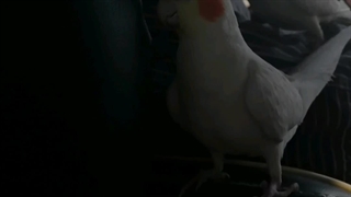 پایان قصه تو تلخ نبود مثل زهری بود روی جیگرم بمیرم برات پسرکم