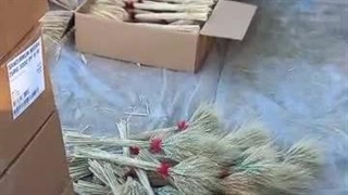 پرورش و پخش ماهی تزئینی قرمز یکتا در رشت