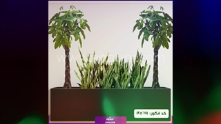 سفارش  پاچیرا شیک