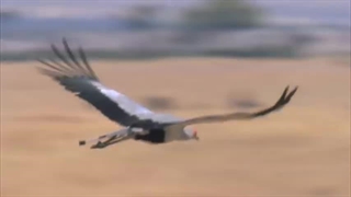 شاه کبرا در مقابل پرنده منشی در یک جنگ بزرگ