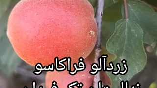 نهال زردآلو فراکاسو ایتالیایی