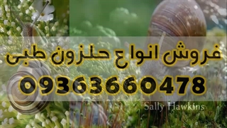 خرید و قیمت حلزون طبی ۰۹۳۶۳۶۶۰۴۷۸