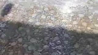 قالیشویی کیانوش در پاکدشت