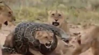 شکار و شکارچی