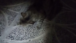 گربم داره ملخ میخوره ^~^