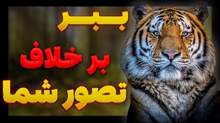 چرا ببر پادشاه جنگل نیست؟