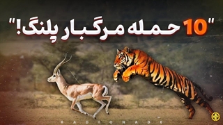 صحنه های نفس گیر از شکارهای پلنگ!