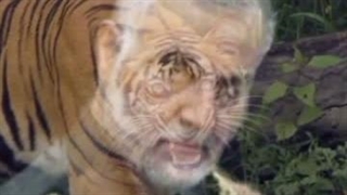 کیک زرد شاخص اکادمی
