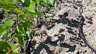 نهالستان