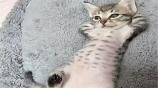 هیچ کس نیس هاهاهاهاهاها