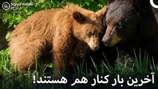 سفر استقلال توله_های خرس