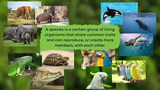 reasons for extinction