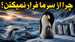 چرا پنگوئن ها داوطلبانه وارد مرگبارترین زمستان زمین می شوند؟