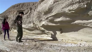 fossils for kids
