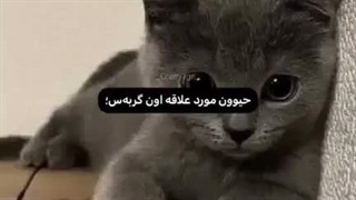 ببخشید که سرد شدم و مثل قبل باهاتون صمیمی و پر انرژی نیستم.ببخشید