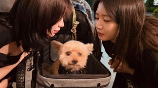 Asa weverse update