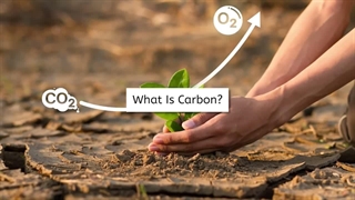 Carbon cycle