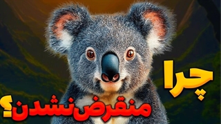 چگونه کوالاها بدون قدرت و سرعت در برابر خطرات زنده مانده اند؟