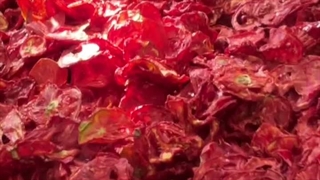 خشک کردن گوجه انبوه در دستگاه خشک کن استخری خوراک کشاورز هاست
