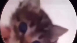 کامنتو چک کنین چون فحش داره مجبورم اونجا بگم