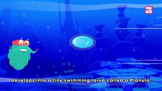 Immortal jellyfish