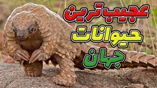 حیات وحش عجیب ترین حیوانات جهان حمله انسان ها به حیوانات