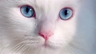 ناش چون حوصلم به چخ سگ رفته_پیشی☆چش☆آبی~