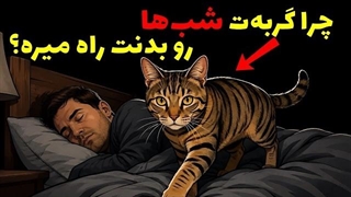 اگه گربه‌ت شب‌ها بیدارت می‌کنه، علتش اینه! (۶ دلیل مهم)
