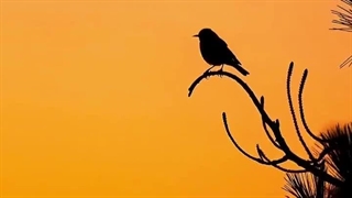 و شاید روزی